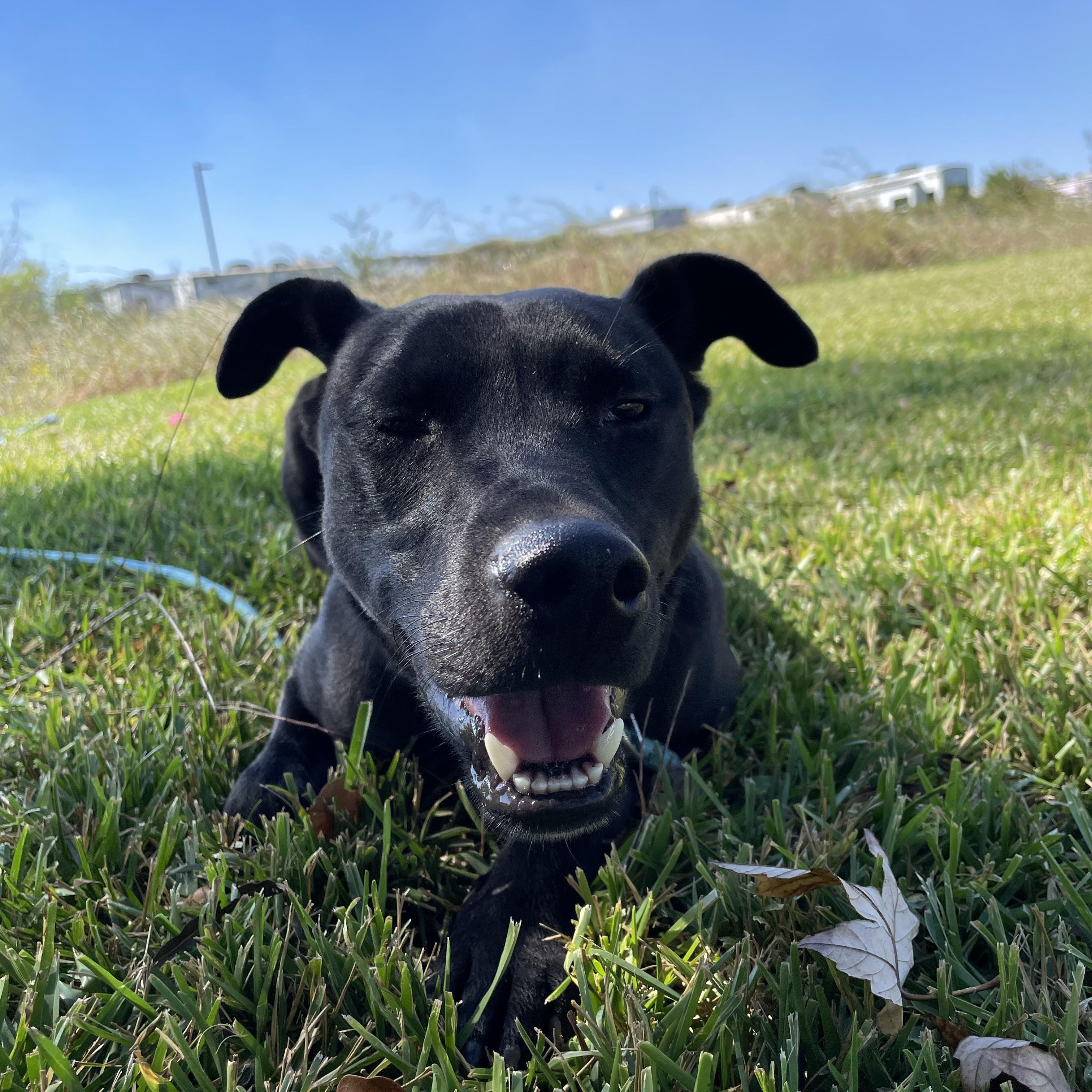 Enlarge Raiden, a Adoptable mixed breed in Pearland, TX image 5/5