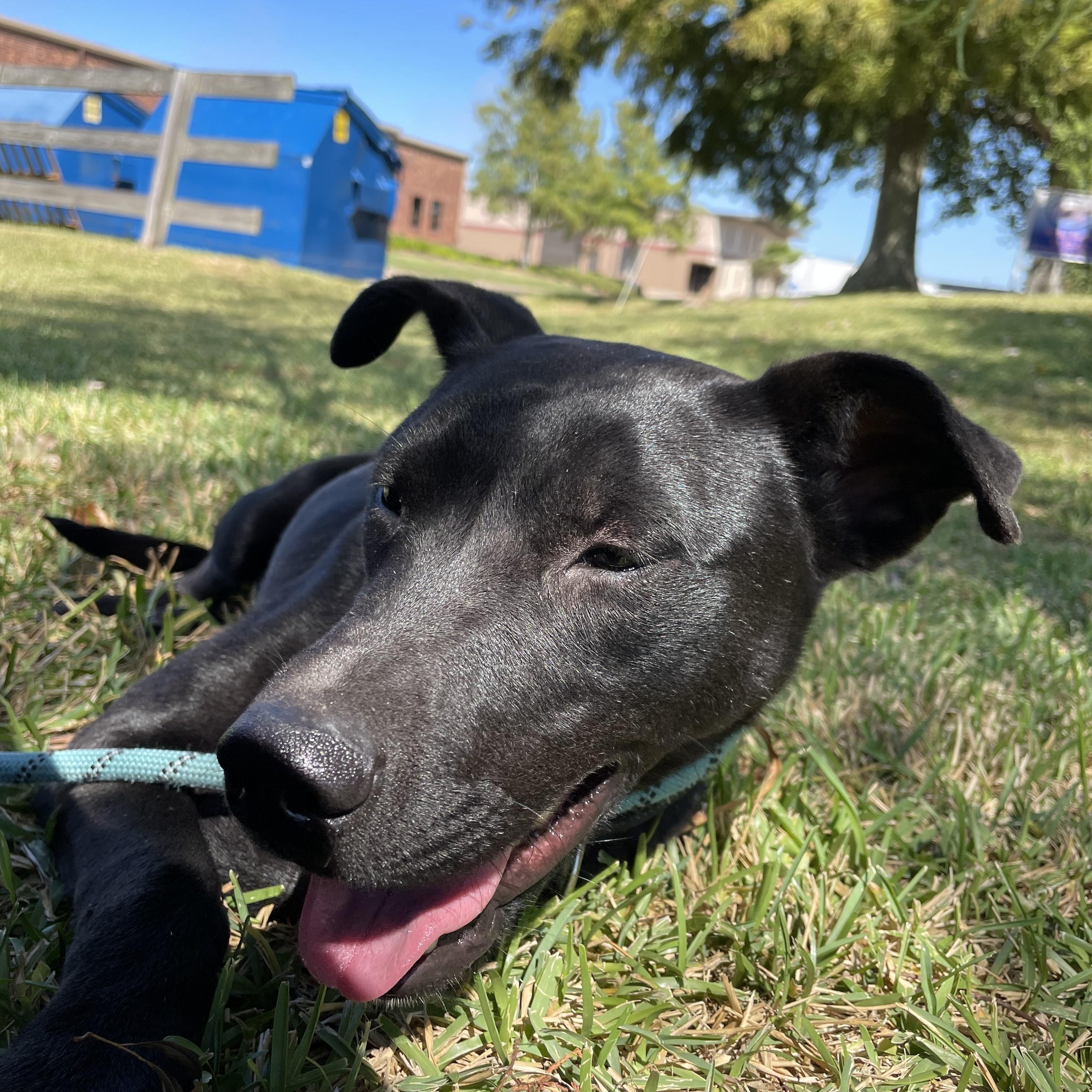 Enlarge Raiden, a Adoptable mixed breed in Pearland, TX image 4/5