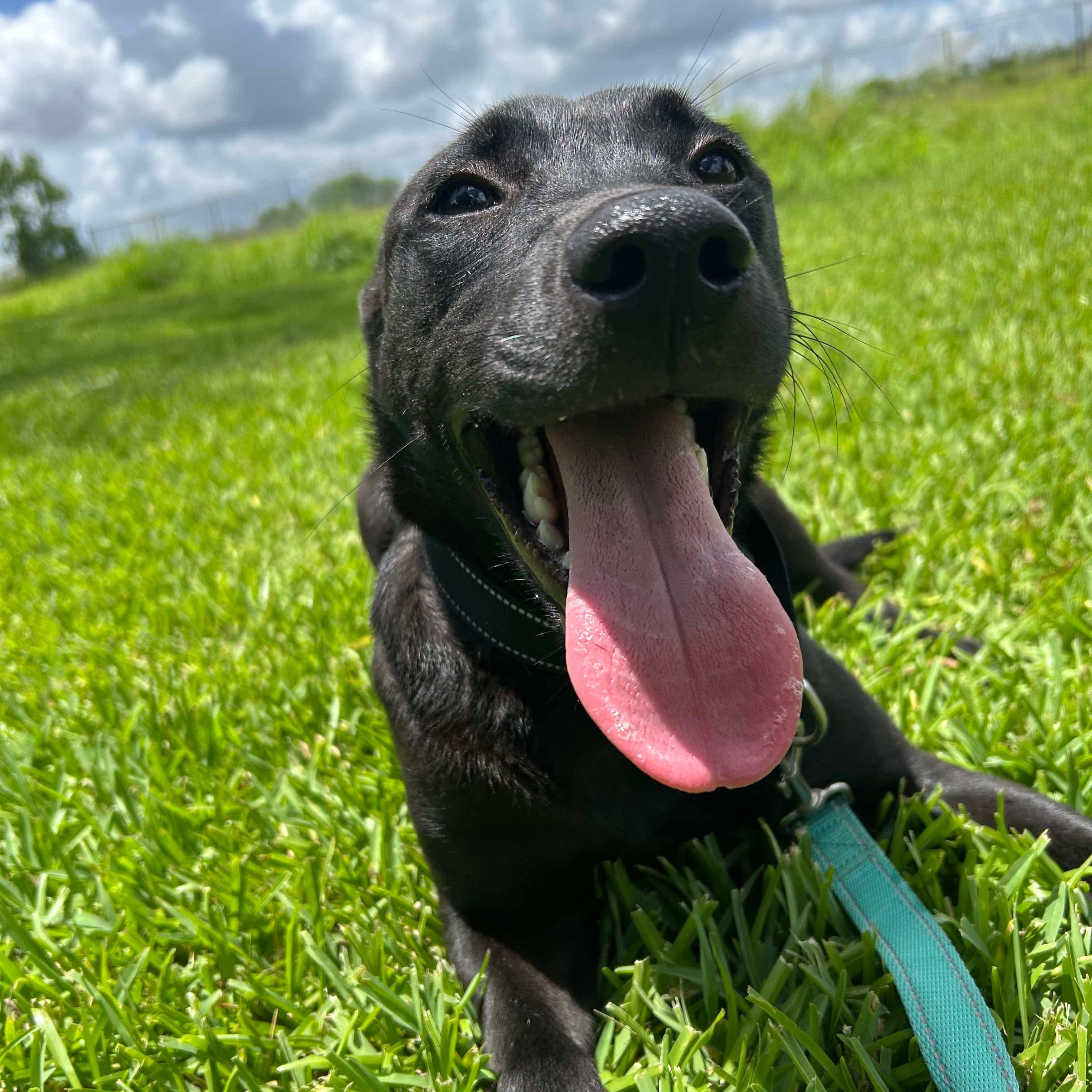 Enlarge Raiden, a Adoptable mixed breed in Pearland, TX image 2/5
