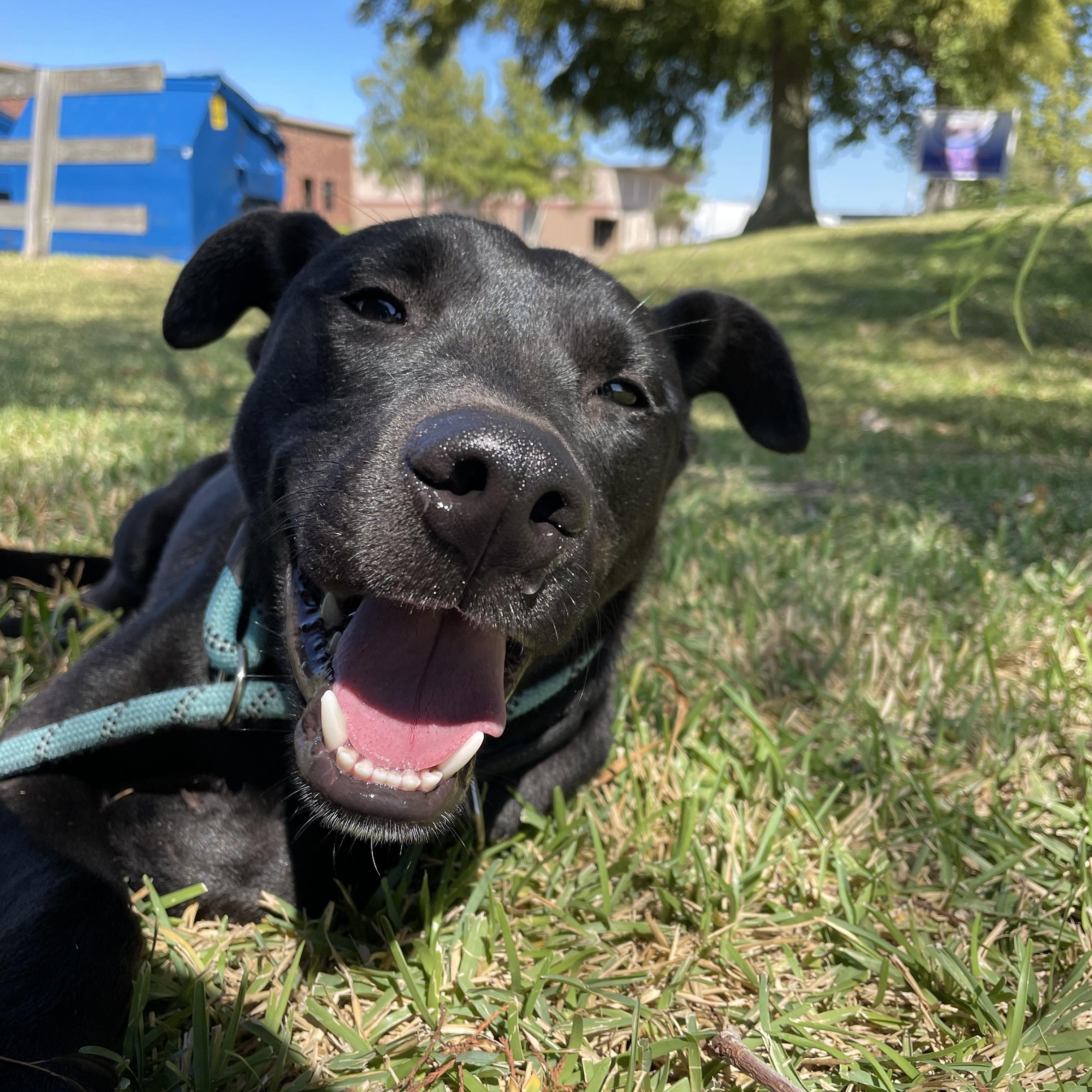 Enlarge Raiden, a Adoptable mixed breed in Pearland, TX image 3/5