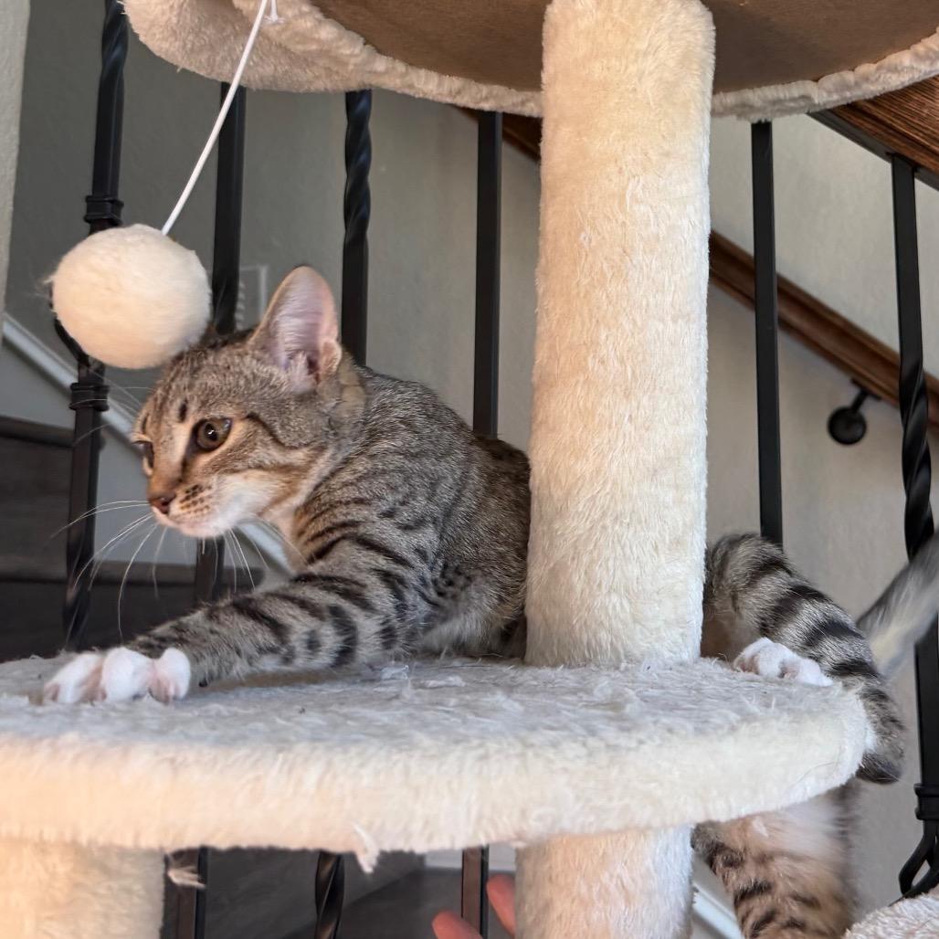 Enlarge Dakota, a Adoptable Domestic Short Hair in Flower Mound, TX image 1/6