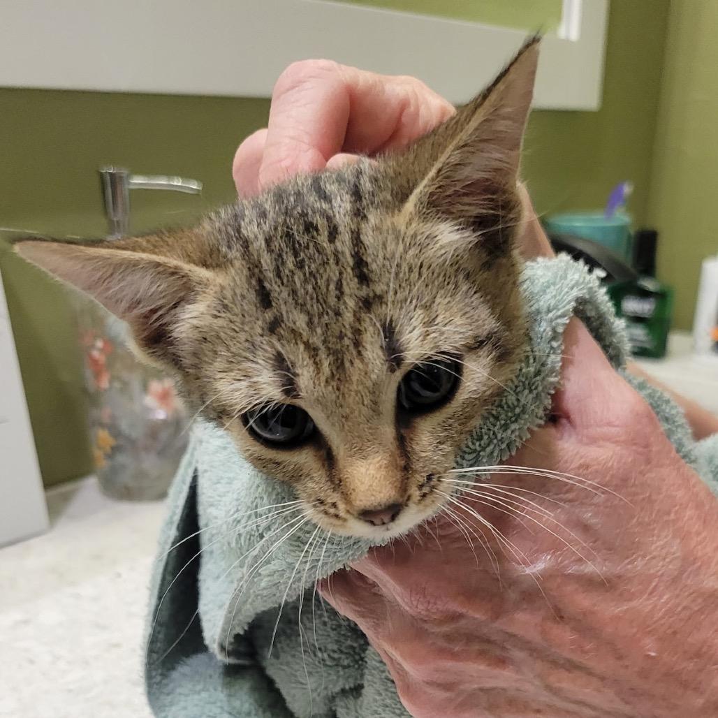 Dakota, Adoptable, Kitten Female Domestic Short Hair.