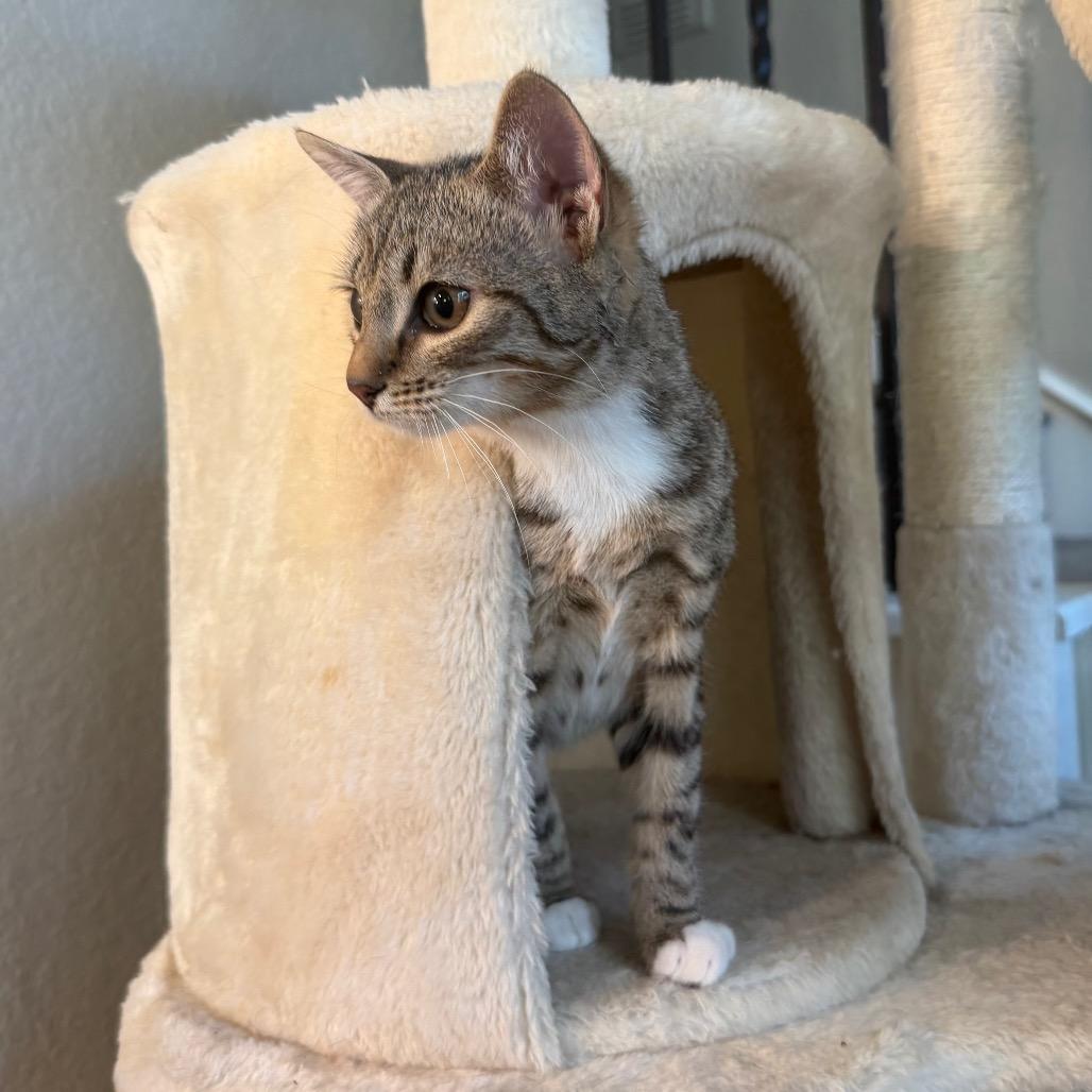 Enlarge Dakota, a Adoptable Domestic Short Hair in Flower Mound, TX image 2/6