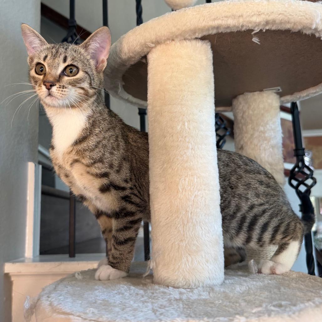 Enlarge Dakota, a Adoptable Domestic Short Hair in Flower Mound, TX image 3/6