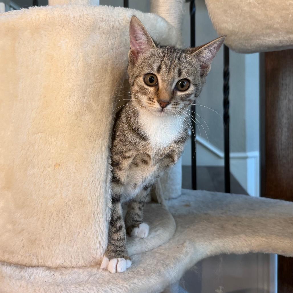 Enlarge Dakota, a Adoptable Domestic Short Hair in Flower Mound, TX image 4/6