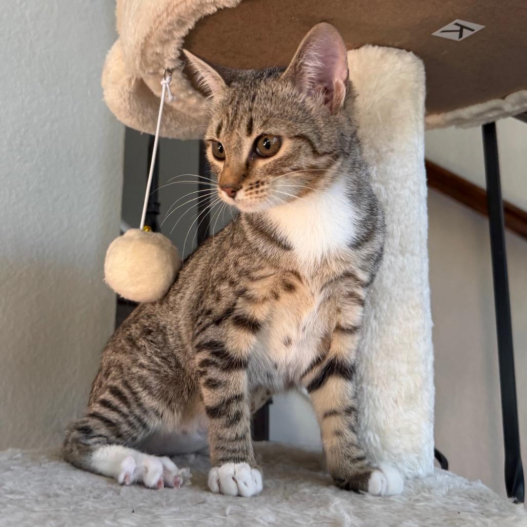 Enlarge Dakota, a Adoptable Domestic Short Hair in Flower Mound, TX image 5/6