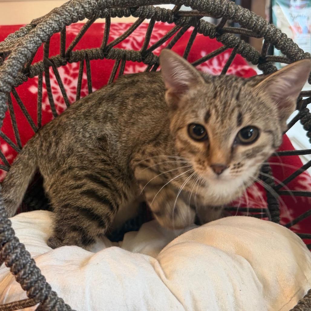 Enlarge Dakota, a Adoptable Domestic Short Hair in Flower Mound, TX image 6/6