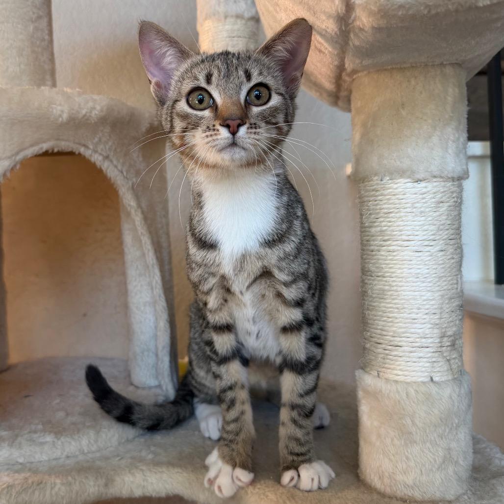 Enlarge Dakota, a Adoptable Domestic Short Hair in Flower Mound, TX image 6/6