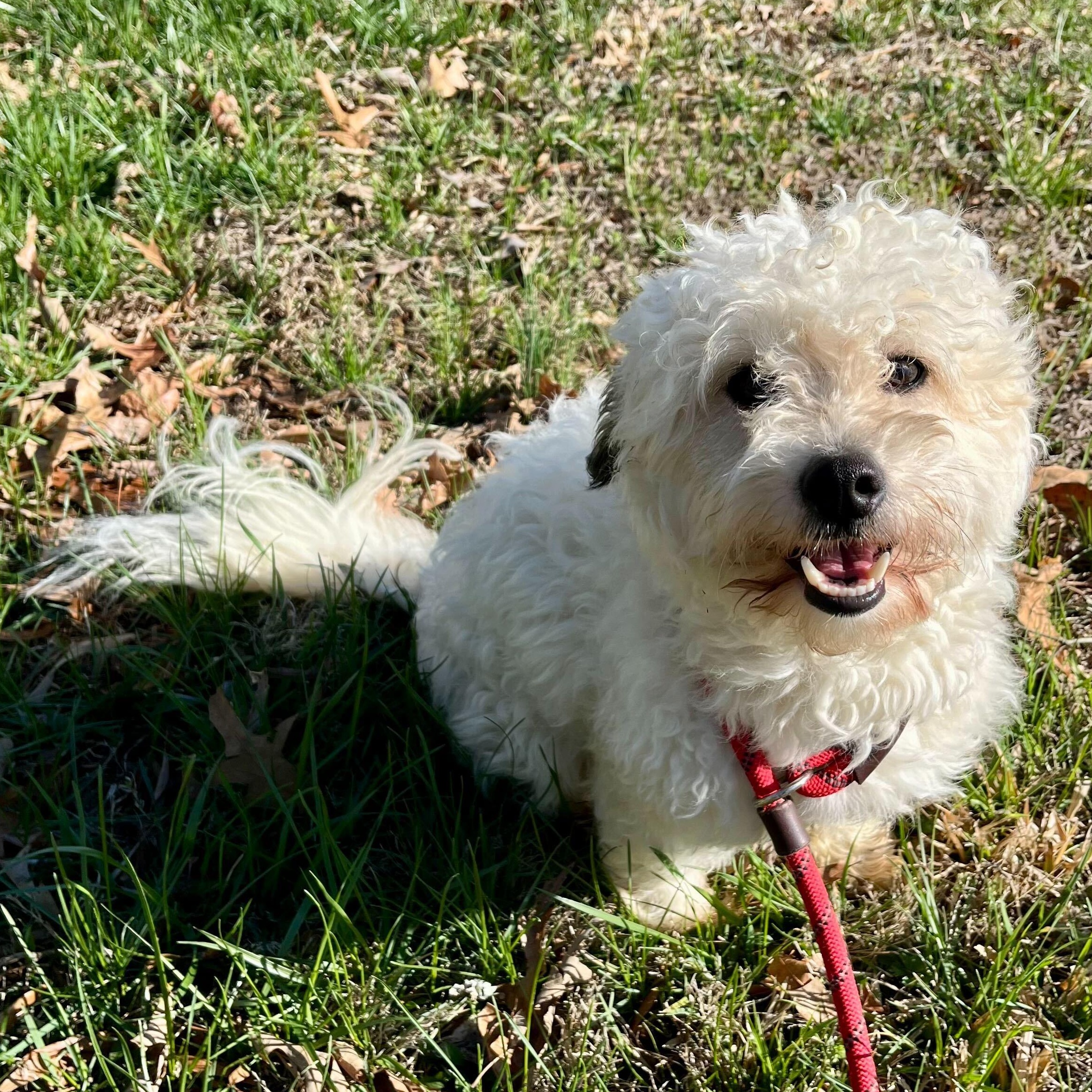 Enlarge Cloud, an adopted mixed breed in Greensboro, NC image 1/1