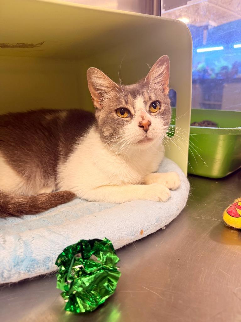 Samantha, Adoptable, Adult Female Domestic Short Hair.