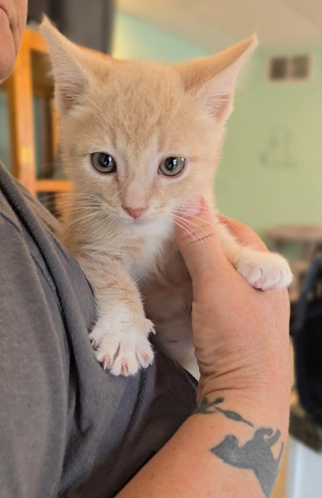 Enlarge Hunter, a Adoptable mixed breed in Athens, OH image 1/1
