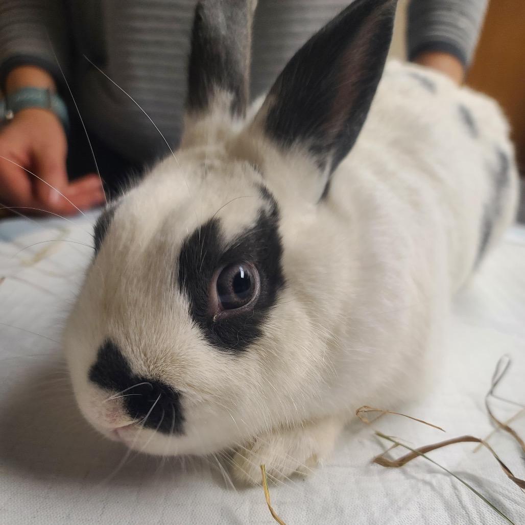 Pippin, Adoptable, Senior Male Bunny Rabbit.