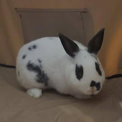 Enlarge Pippin, a Adoptable Bunny Rabbit in Gansevoort, NY image 2/2