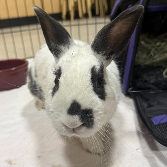 Enlarge Pippin, a Adoptable Bunny Rabbit in Gansevoort, NY image 3/3