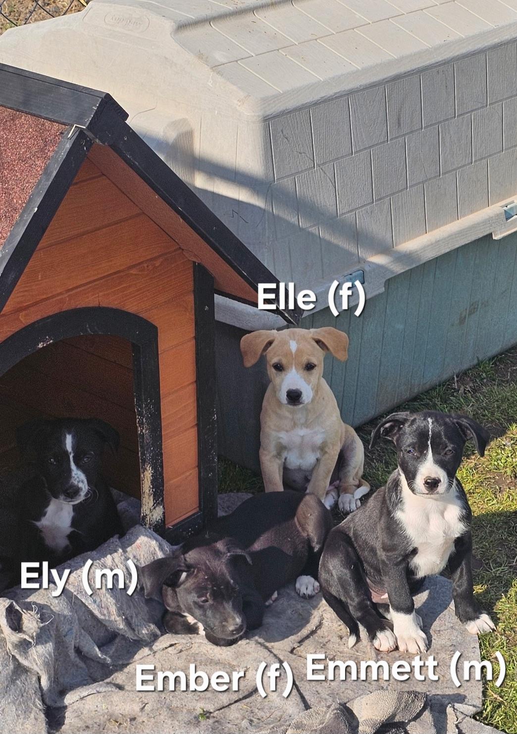 Emmett , an adopted mixed breed in Warren, RI image 4/5