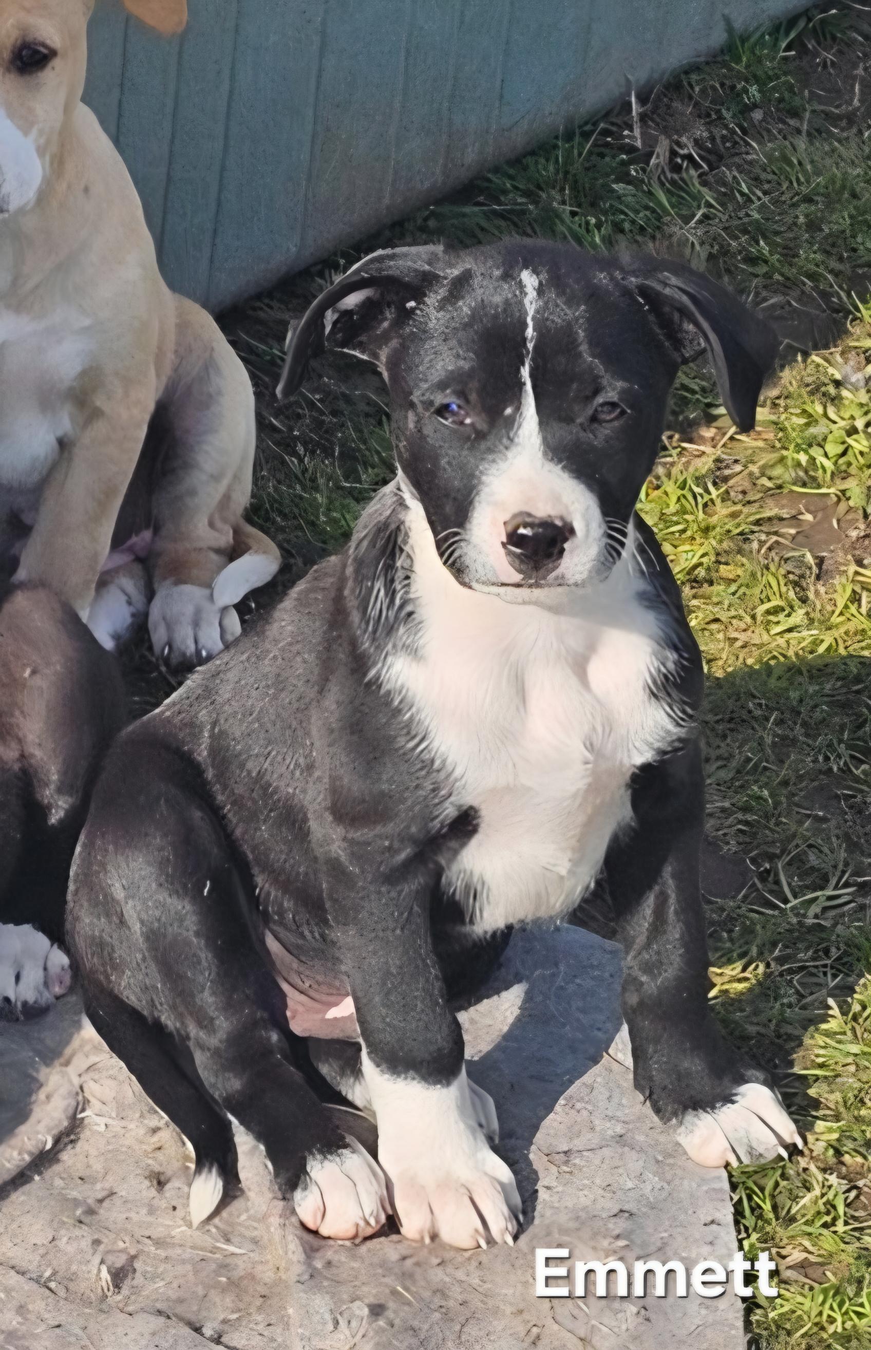 Emmett , an adopted mixed breed in Warren, RI image 2/5