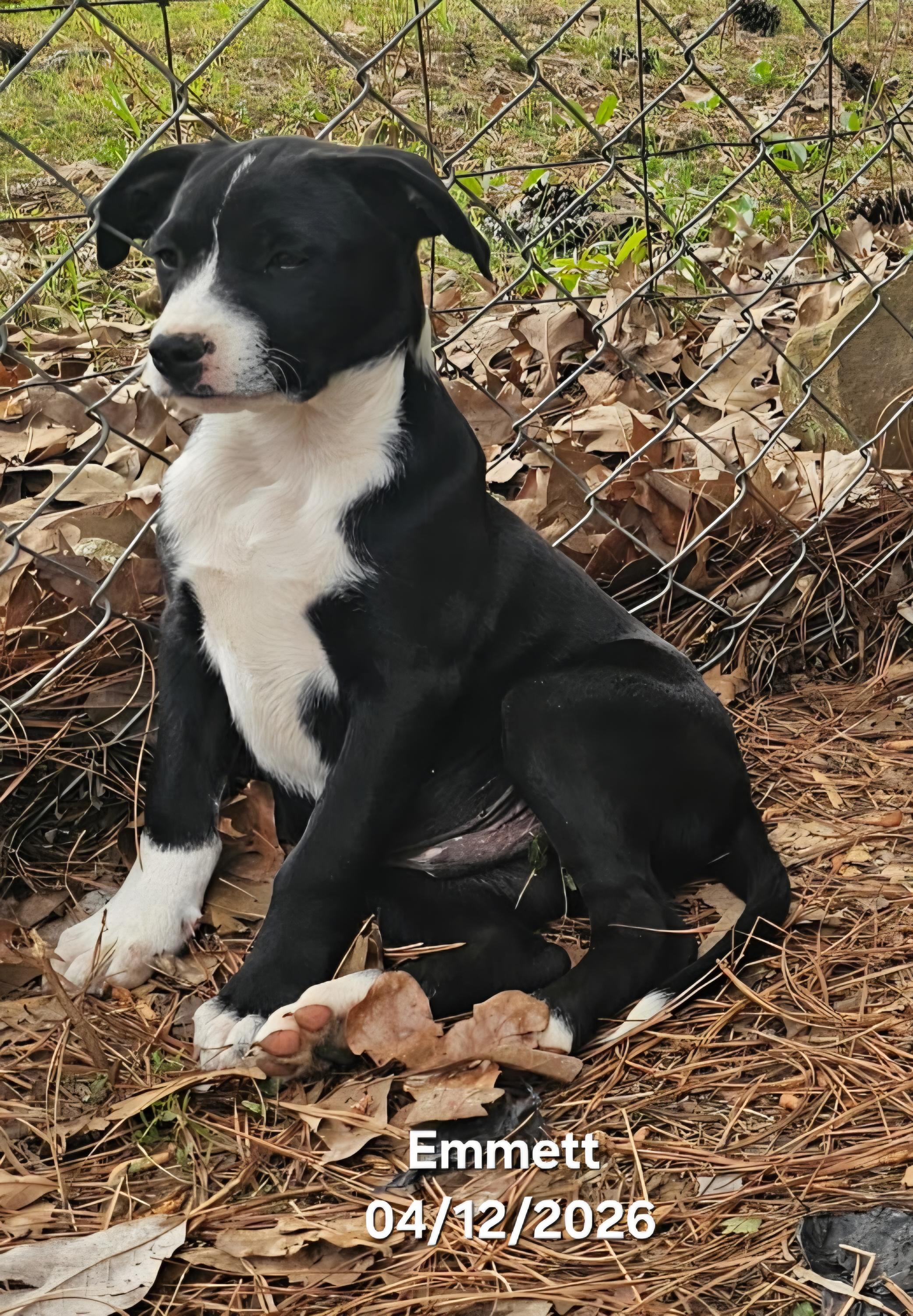 Emmett , adopted, Puppy Male Border Collie & Labrador Retriever.