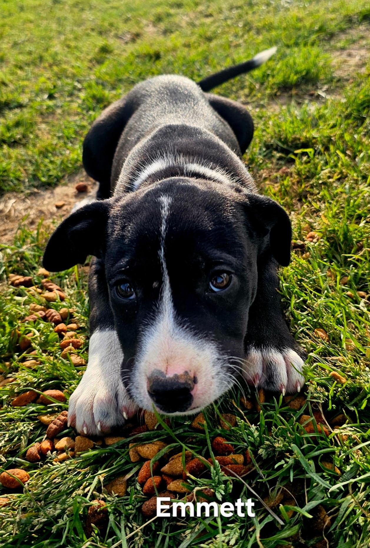 Emmett , an adopted mixed breed in Warren, RI image 5/5