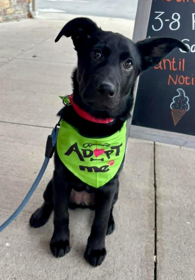 Enlarge Natalie, an adopted mixed breed in Wappingers Falls, NY image 3/4