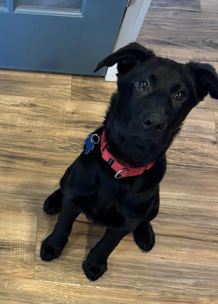 Enlarge Natalie, an adopted mixed breed in Wappingers Falls, NY image 4/4