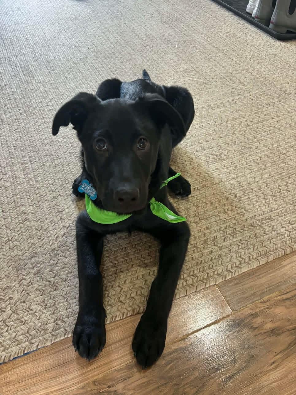 Enlarge Natalie, an adopted mixed breed in Wappingers Falls, NY image 2/4