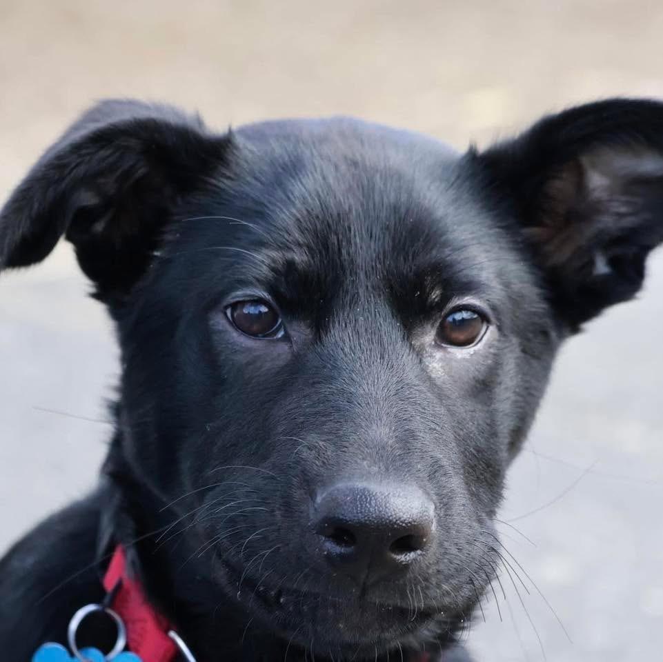 Enlarge Natalie, an adopted mixed breed in Wappingers Falls, NY image 1/4