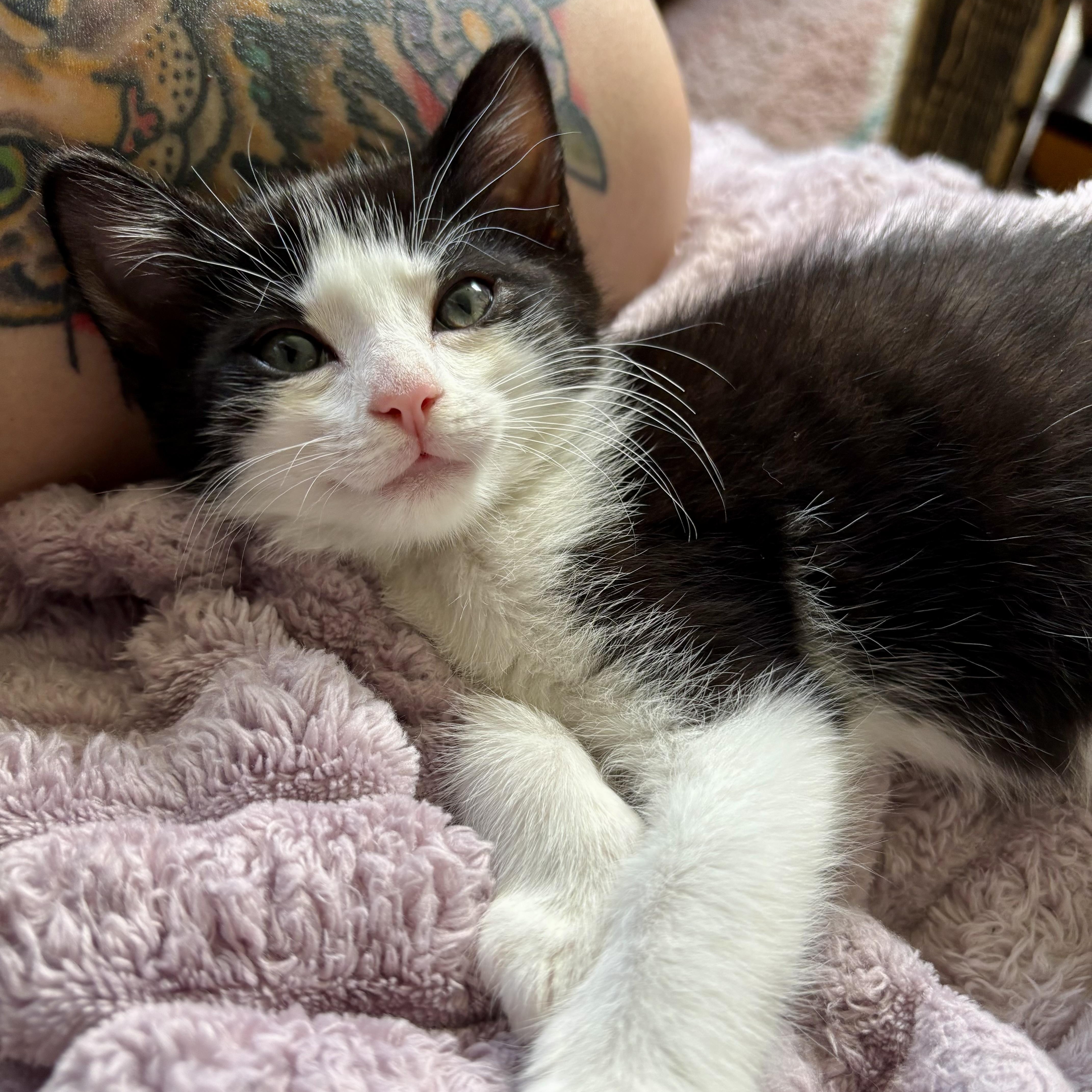 Bee, adopted, Kitten Female Domestic Short Hair.