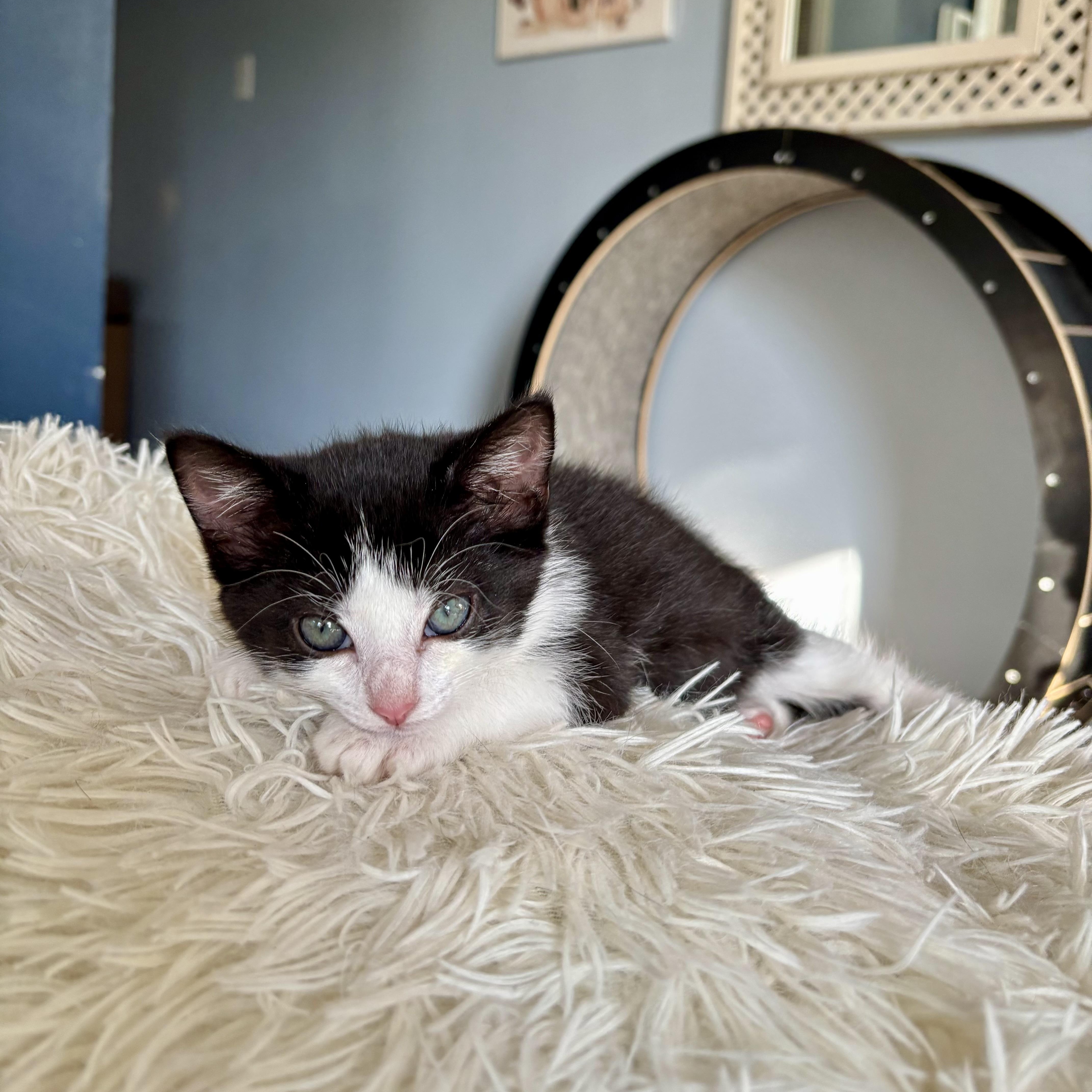 Bee, an adopted Domestic Short Hair in Richmond, VA image 3/4