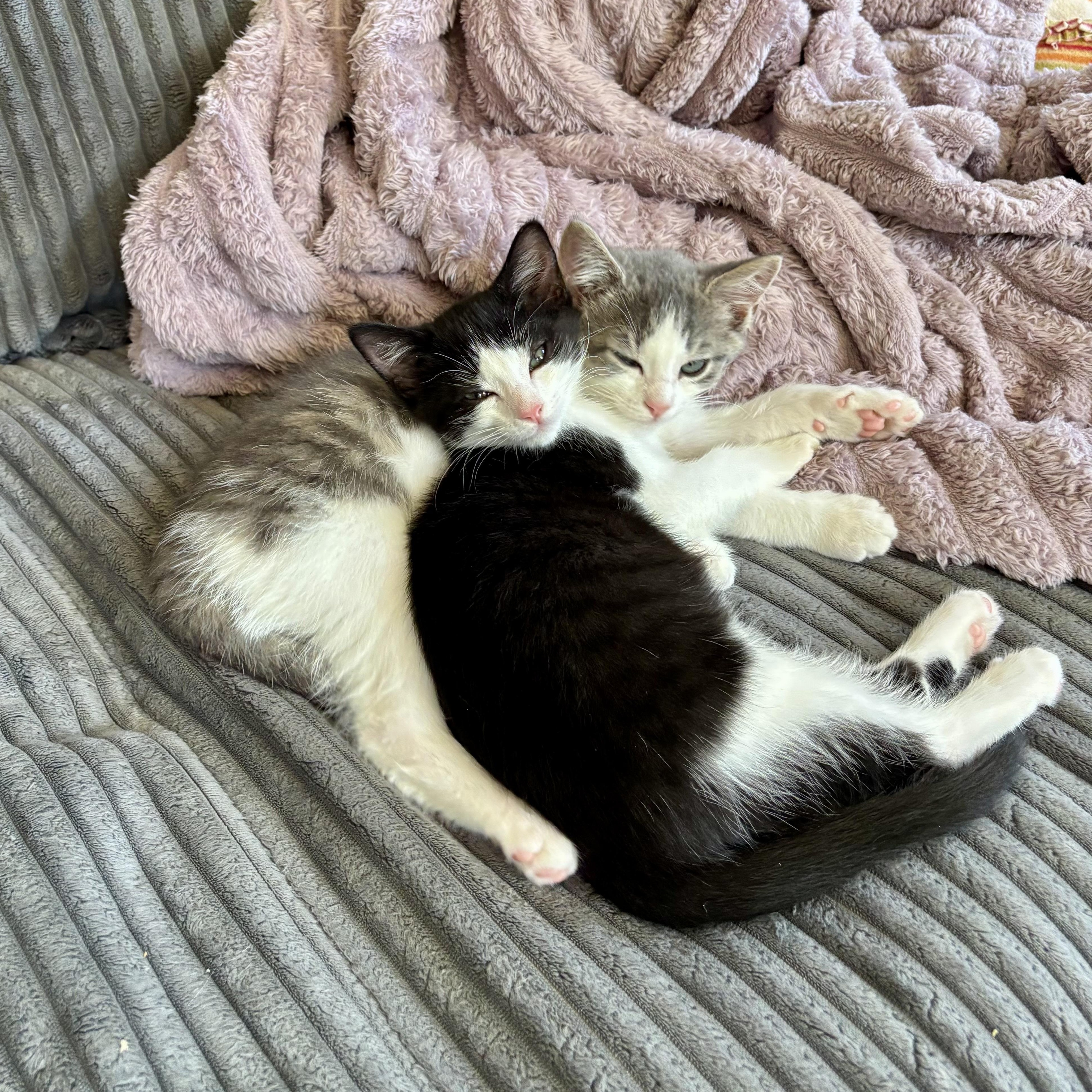 Bee, an adopted Domestic Short Hair in Richmond, VA image 4/4