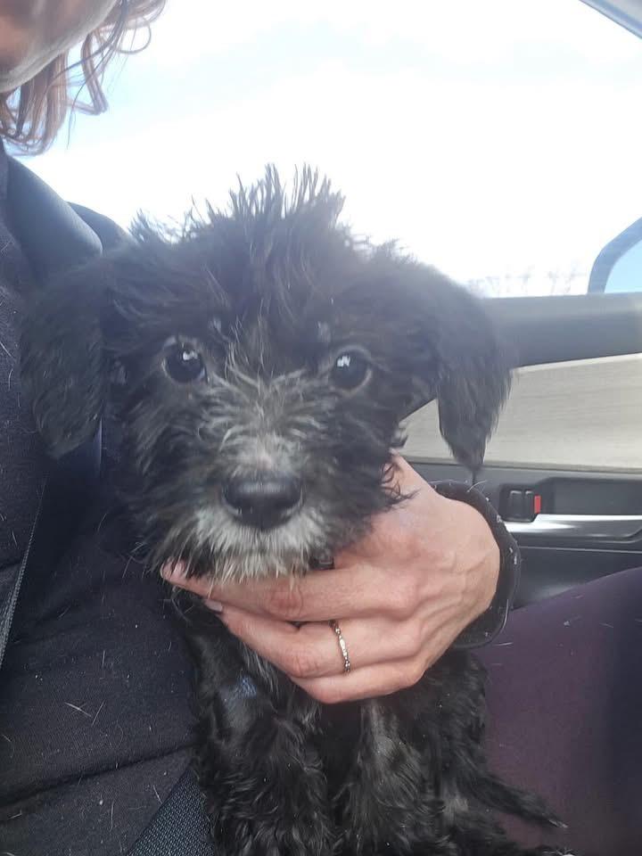 Enlarge Theo, a ADOPTABLE mixed breed in Louisville, KY image 4/4