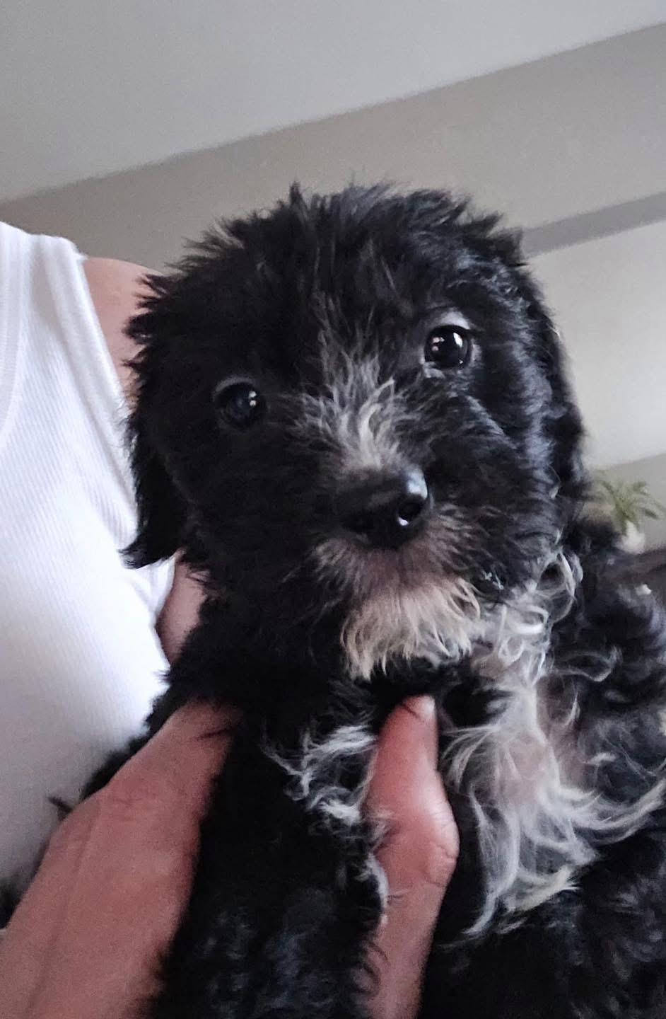 Enlarge Theo, a ADOPTABLE mixed breed in Louisville, KY image 1/4