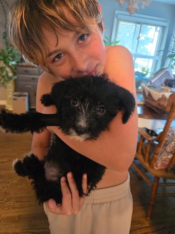 Enlarge Theo, a ADOPTABLE mixed breed in Louisville, KY image 3/4