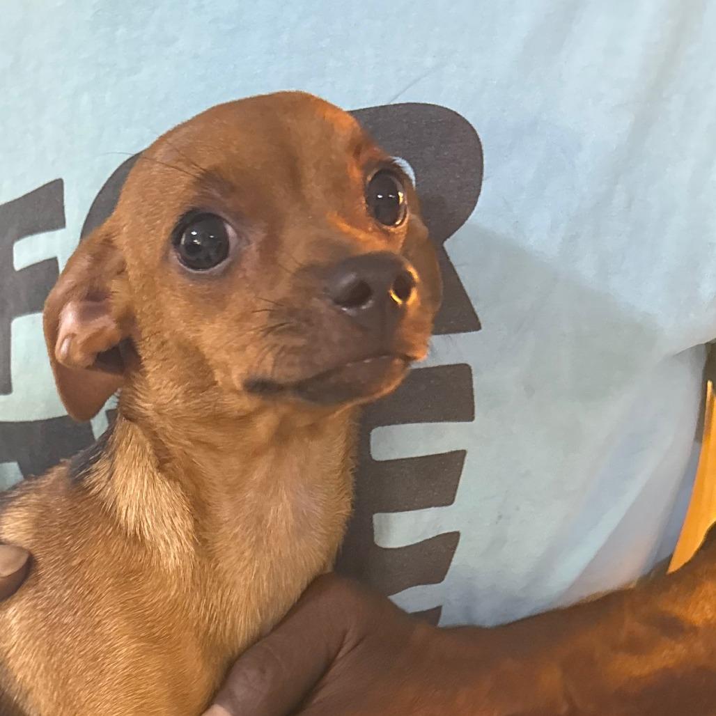 Penny, Adopted, Young Female Chihuahua.