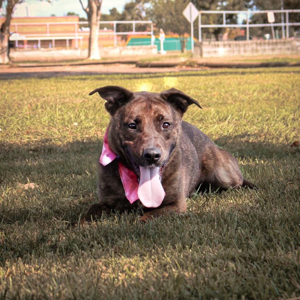 Enlarge Connie, a Adoptable Mixed Breed in Lake Jackson, TX image 1/3