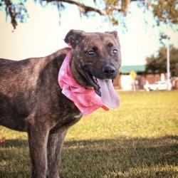Enlarge Connie, a Adoptable Mixed Breed in Lake Jackson, TX image 2/3