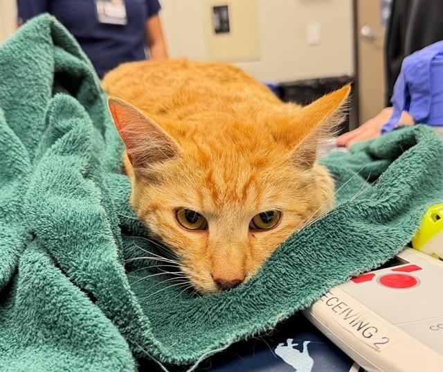 DUCKIE - ADOPTION PENDING, Adoptable, Adult Male Domestic Short Hair.