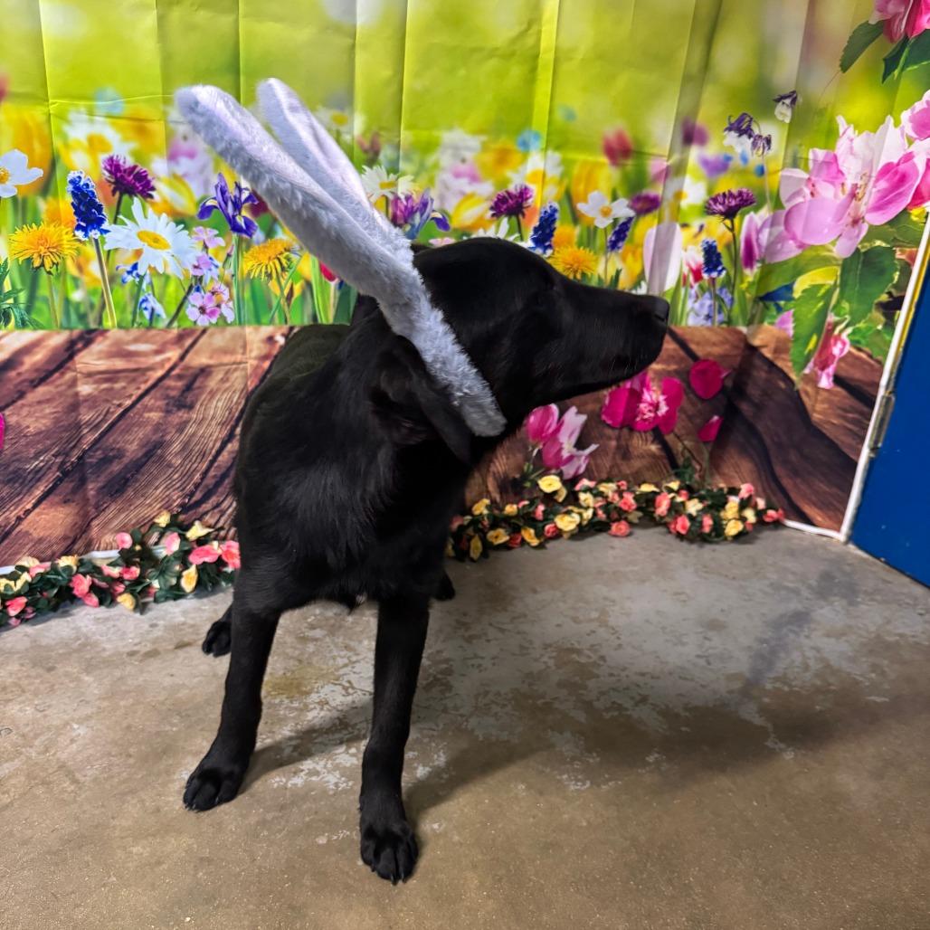 Enlarge Chonky, a Adoptable Black Labrador Retriever in Eureka Springs, AR image 1/6