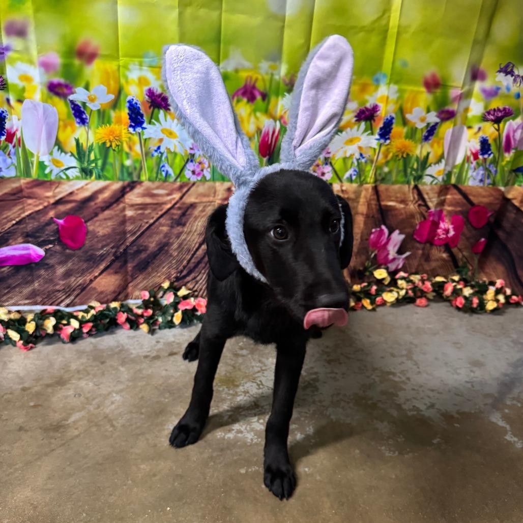 Enlarge Chonky, a Adoptable Black Labrador Retriever in Eureka Springs, AR image 2/6