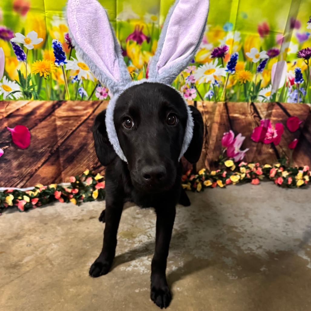 Enlarge Chonky, a Adoptable Black Labrador Retriever in Eureka Springs, AR image 3/6