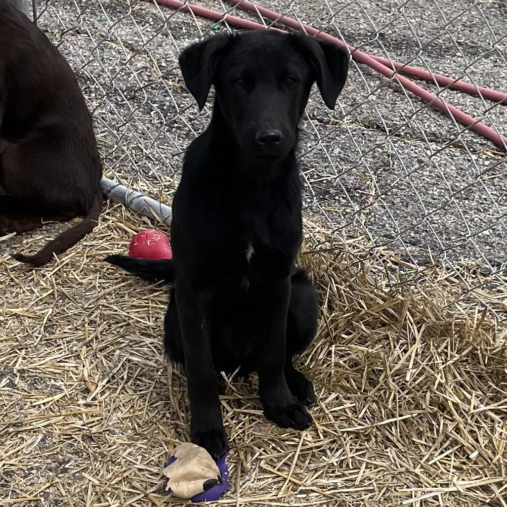 Enlarge Chonky, a Adoptable Black Labrador Retriever in Eureka Springs, AR image 4/6