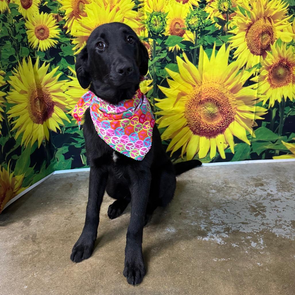 Enlarge Chonky, a Adoptable Black Labrador Retriever in Eureka Springs, AR image 5/6