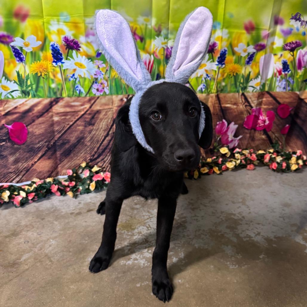 Enlarge Chonky, a Adoptable Black Labrador Retriever in Eureka Springs, AR image 6/6