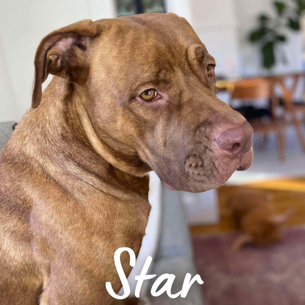 Star, a Adoptable Mixed Breed in South Portland, ME image 1/5