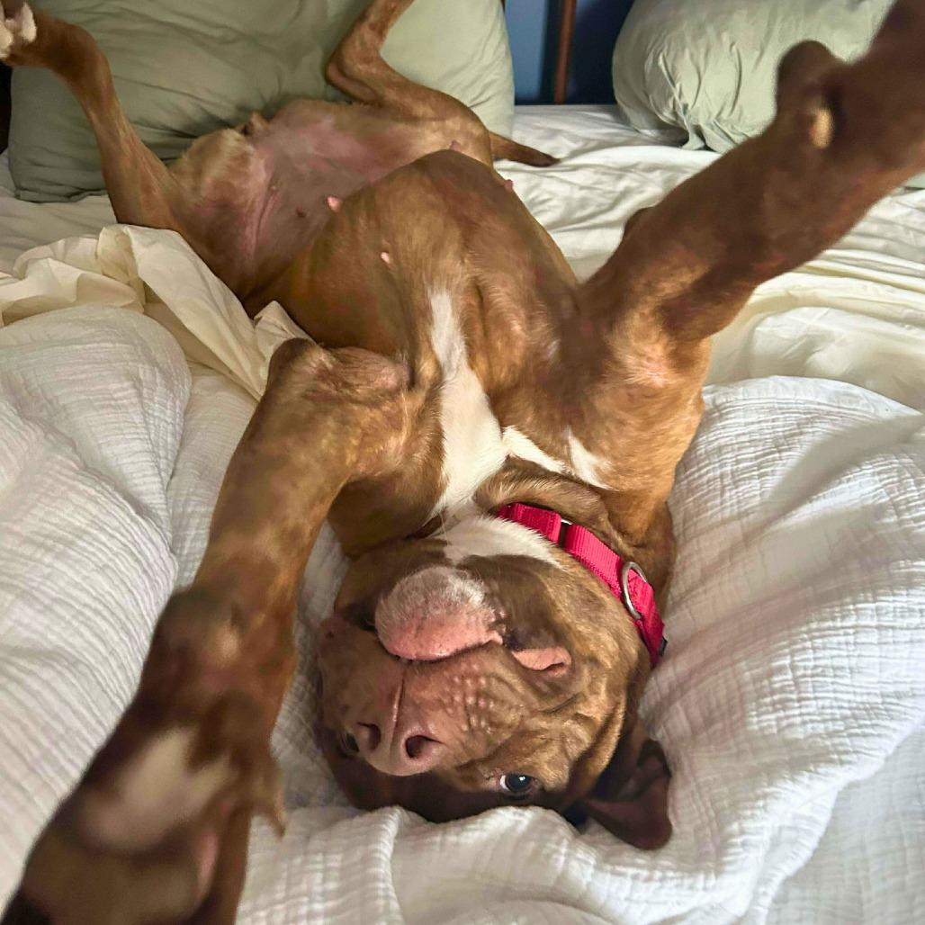 Star, a Adoptable Mixed Breed in South Portland, ME image 2/5