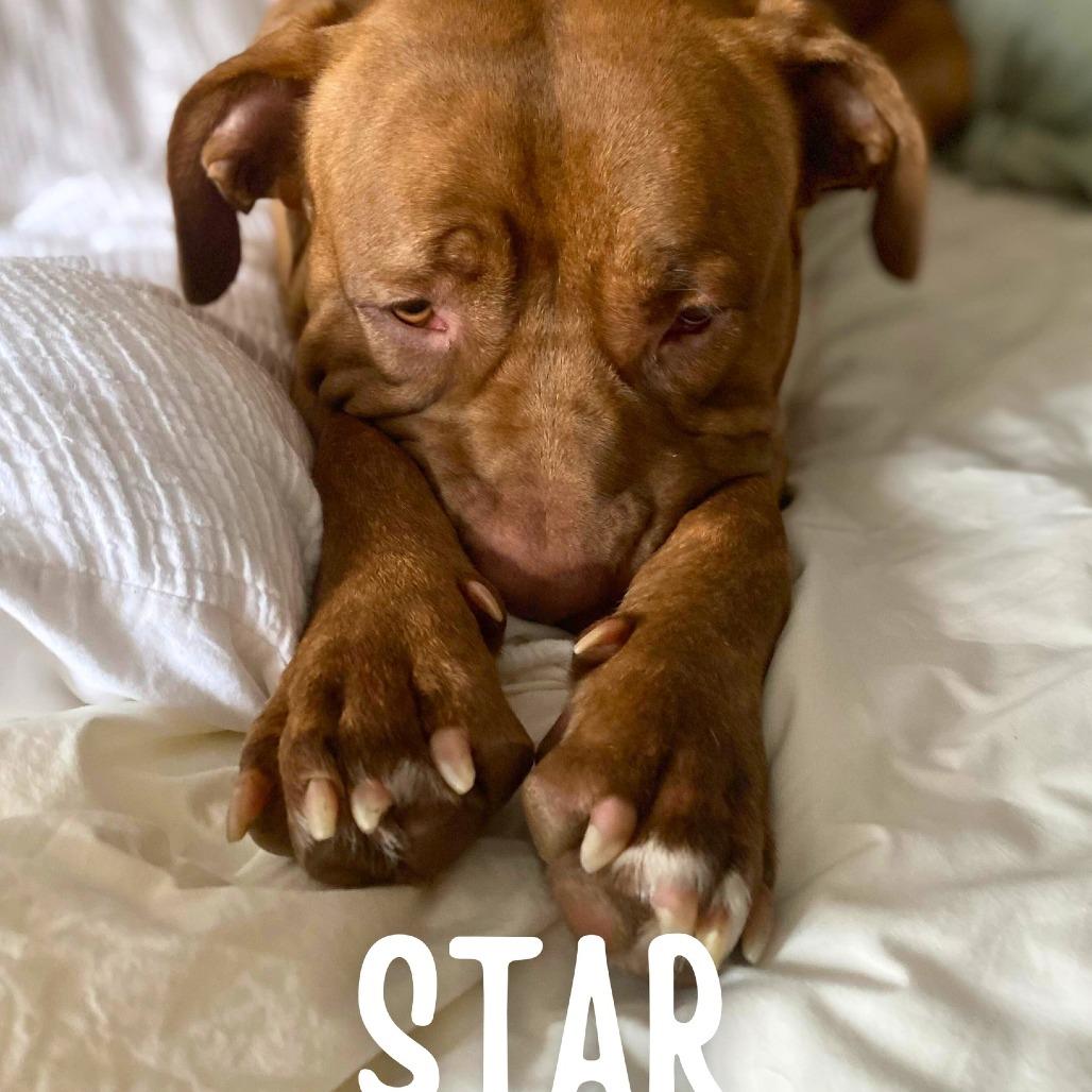 Star, a Adoptable Mixed Breed in South Portland, ME image 3/5