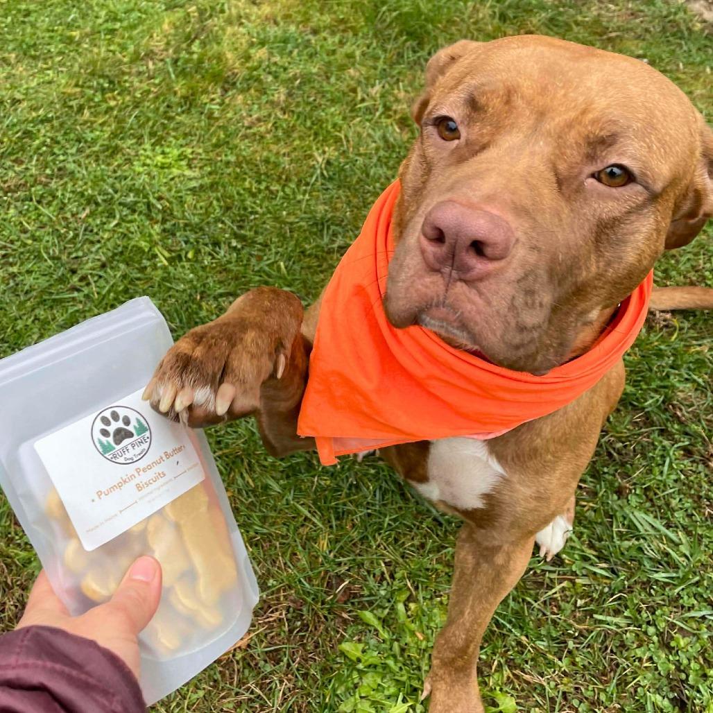 Star, a Adoptable Mixed Breed in South Portland, ME image 4/5