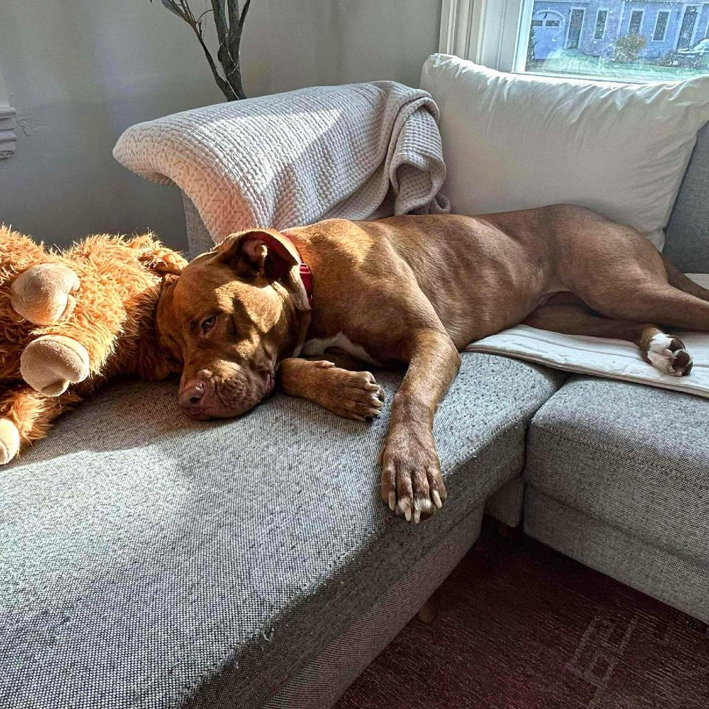 Star, a Adoptable Mixed Breed in South Portland, ME image 5/5