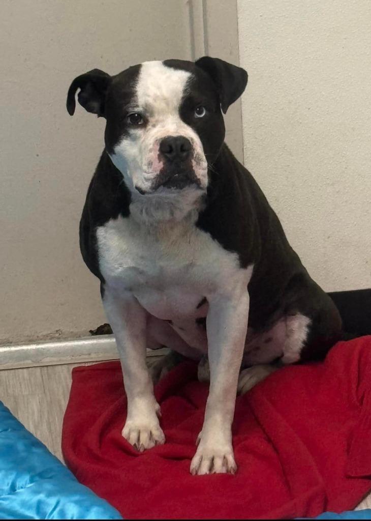 Enlarge Tru, a Adoptable mixed breed in Marion, OH image 1/5