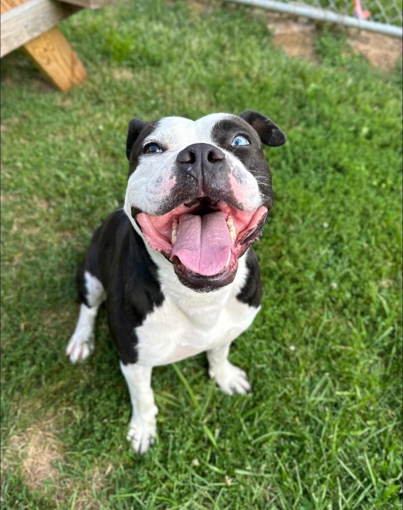 Enlarge Tru, a Adoptable mixed breed in Marion, OH image 2/5