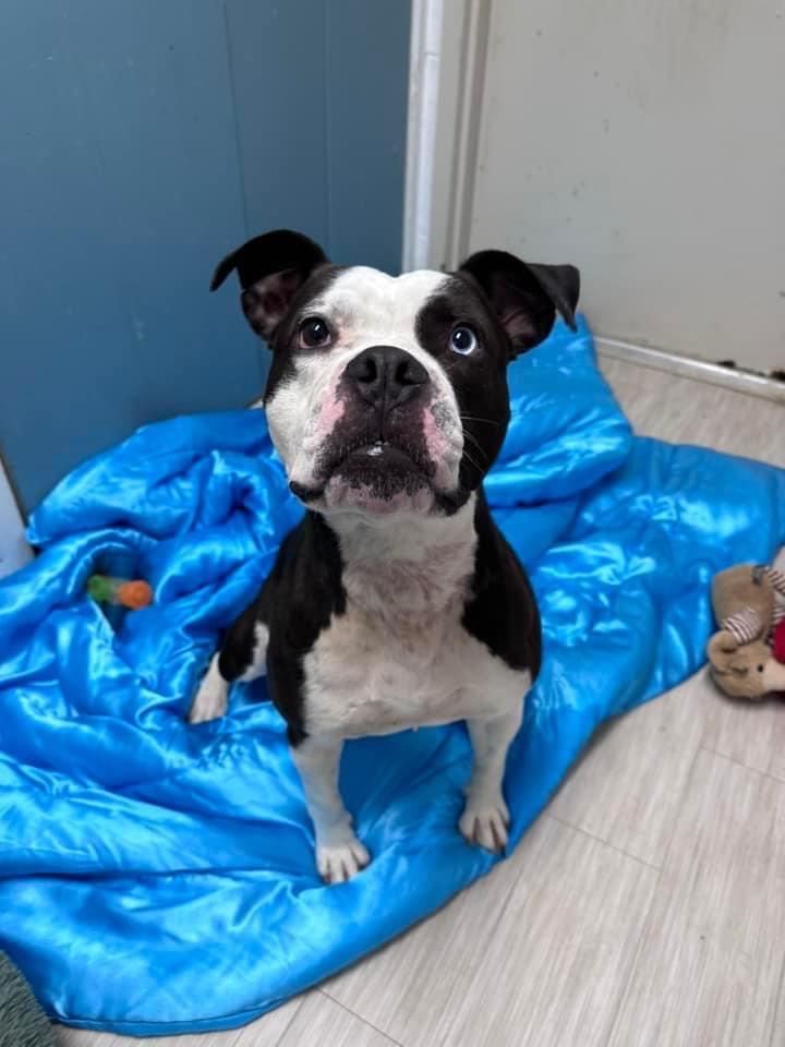 Enlarge Tru, a Adoptable mixed breed in Marion, OH image 5/5